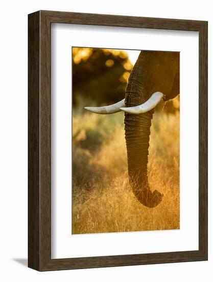 Botswana, Moremi Game Reserve, Sunrise Lights African Elephant Feeding-Paul Souders-Framed Photographic Print