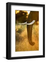 Botswana, Moremi Game Reserve, Sunrise Lights African Elephant Feeding-Paul Souders-Framed Photographic Print