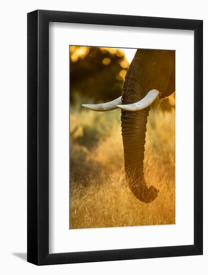 Botswana, Moremi Game Reserve, Sunrise Lights African Elephant Feeding-Paul Souders-Framed Photographic Print