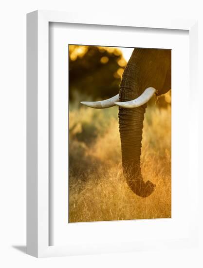 Botswana, Moremi Game Reserve, Sunrise Lights African Elephant Feeding-Paul Souders-Framed Photographic Print