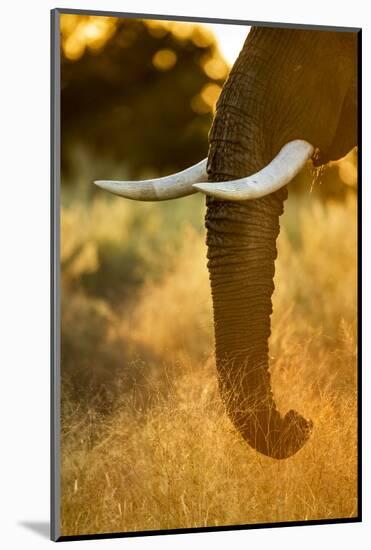 Botswana, Moremi Game Reserve, Sunrise Lights African Elephant Feeding-Paul Souders-Mounted Photographic Print