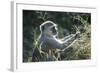 Botswana, Moremi Game Reserve, Vervet Monkey Eating Seeds-Paul Souders-Framed Photographic Print