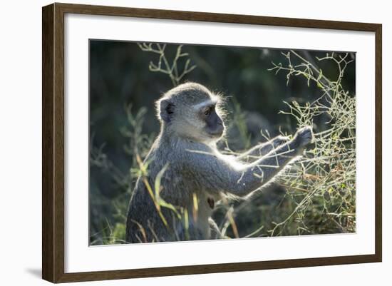 Botswana, Moremi Game Reserve, Vervet Monkey Eating Seeds-Paul Souders-Framed Photographic Print