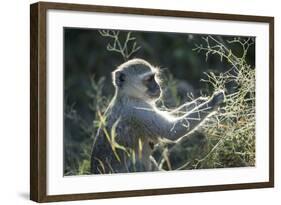 Botswana, Moremi Game Reserve, Vervet Monkey Eating Seeds-Paul Souders-Framed Photographic Print