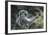 Botswana, Moremi Game Reserve, Vervet Monkey Eating Seeds-Paul Souders-Framed Photographic Print