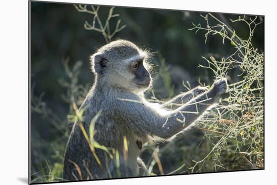 Botswana, Moremi Game Reserve, Vervet Monkey Eating Seeds-Paul Souders-Mounted Photographic Print