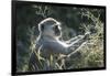 Botswana, Moremi Game Reserve, Vervet Monkey Eating Seeds-Paul Souders-Framed Premium Photographic Print
