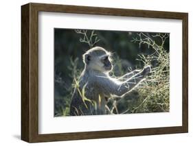 Botswana, Moremi Game Reserve, Vervet Monkey Eating Seeds-Paul Souders-Framed Photographic Print