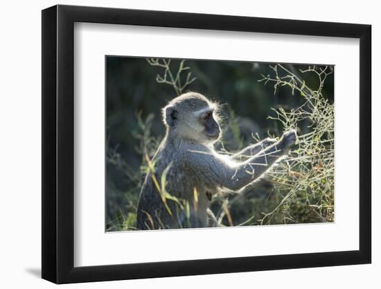 Botswana, Moremi Game Reserve, Vervet Monkey Eating Seeds-Paul Souders-Framed Photographic Print