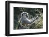 Botswana, Moremi Game Reserve, Vervet Monkey Eating Seeds-Paul Souders-Framed Photographic Print