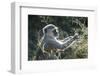 Botswana, Moremi Game Reserve, Vervet Monkey Eating Seeds-Paul Souders-Framed Photographic Print