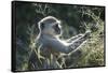 Botswana, Moremi Game Reserve, Vervet Monkey Eating Seeds-Paul Souders-Framed Stretched Canvas