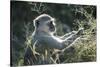Botswana, Moremi Game Reserve, Vervet Monkey Eating Seeds-Paul Souders-Stretched Canvas