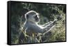 Botswana, Moremi Game Reserve, Vervet Monkey Eating Seeds-Paul Souders-Framed Stretched Canvas