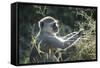 Botswana, Moremi Game Reserve, Vervet Monkey Eating Seeds-Paul Souders-Framed Stretched Canvas