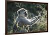 Botswana, Moremi Game Reserve, Vervet Monkey Eating Seeds-Paul Souders-Framed Photographic Print