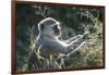 Botswana, Moremi Game Reserve, Vervet Monkey Eating Seeds-Paul Souders-Framed Photographic Print