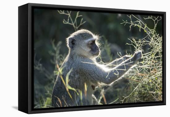 Botswana, Moremi Game Reserve, Vervet Monkey Eating Seeds-Paul Souders-Framed Stretched Canvas