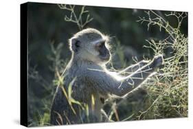 Botswana, Moremi Game Reserve, Vervet Monkey Eating Seeds-Paul Souders-Stretched Canvas