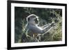 Botswana, Moremi Game Reserve, Vervet Monkey Eating Seeds-Paul Souders-Framed Photographic Print