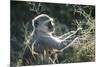 Botswana, Moremi Game Reserve, Vervet Monkey Eating Seeds-Paul Souders-Mounted Photographic Print