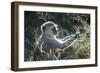 Botswana, Moremi Game Reserve, Vervet Monkey Eating Seeds-Paul Souders-Framed Photographic Print