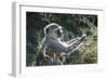 Botswana, Moremi Game Reserve, Vervet Monkey Eating Seeds-Paul Souders-Framed Photographic Print