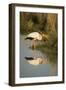 Botswana, Moremi Game Reserve, Yellow Billed Stork Captures Small Frog-Paul Souders-Framed Photographic Print