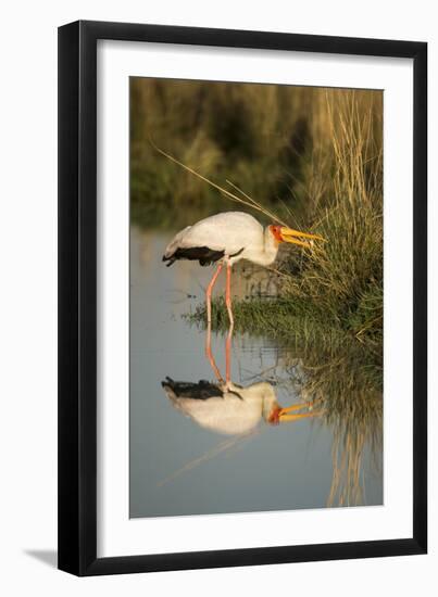 Botswana, Moremi Game Reserve, Yellow Billed Stork Captures Small Frog-Paul Souders-Framed Photographic Print