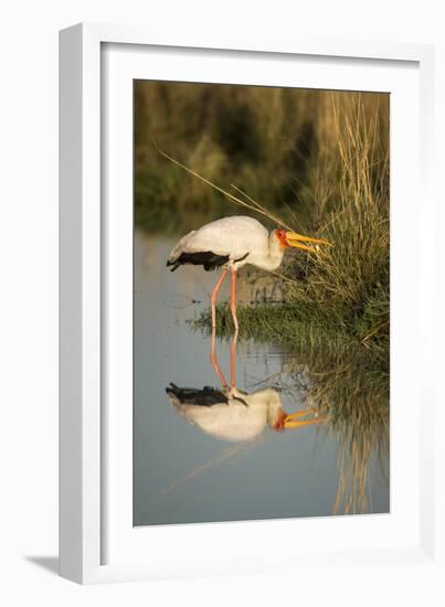 Botswana, Moremi Game Reserve, Yellow Billed Stork Captures Small Frog-Paul Souders-Framed Photographic Print