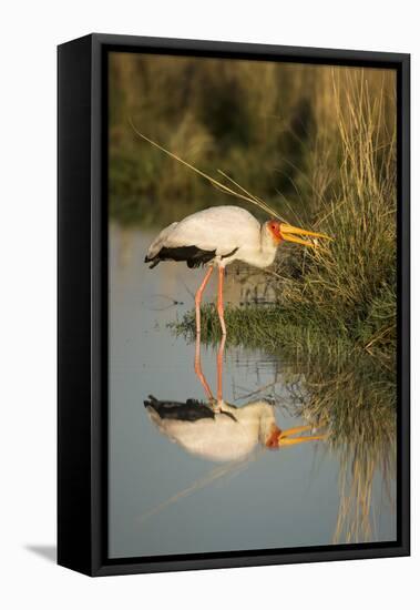 Botswana, Moremi Game Reserve, Yellow Billed Stork Captures Small Frog-Paul Souders-Framed Stretched Canvas