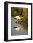 Botswana, Moremi Game Reserve, Yellow Billed Stork Captures Small Frog-Paul Souders-Framed Photographic Print