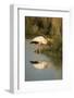 Botswana, Moremi Game Reserve, Yellow Billed Stork Captures Small Frog-Paul Souders-Framed Photographic Print