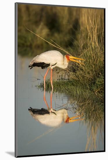 Botswana, Moremi Game Reserve, Yellow Billed Stork Captures Small Frog-Paul Souders-Mounted Photographic Print