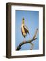 Botswana, Moremi Game Reserve, Yellow Billed Stork Roosting-Paul Souders-Framed Photographic Print