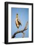 Botswana, Moremi Game Reserve, Yellow Billed Stork Roosting-Paul Souders-Framed Photographic Print