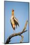 Botswana, Moremi Game Reserve, Yellow Billed Stork Roosting-Paul Souders-Mounted Photographic Print