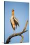 Botswana, Moremi Game Reserve, Yellow Billed Stork Roosting-Paul Souders-Stretched Canvas