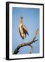 Botswana, Moremi Game Reserve, Yellow Billed Stork Roosting-Paul Souders-Framed Photographic Print