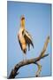 Botswana, Moremi Game Reserve, Yellow Billed Stork Roosting-Paul Souders-Mounted Photographic Print