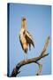 Botswana, Moremi Game Reserve, Yellow Billed Stork Roosting-Paul Souders-Stretched Canvas