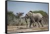 Botswana, Nxai Pan NP, African Elephant Running in Kalahari Desert-Paul Souders-Framed Stretched Canvas