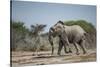 Botswana, Nxai Pan NP, African Elephant Running in Kalahari Desert-Paul Souders-Stretched Canvas