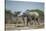 Botswana, Nxai Pan NP, African Elephant Running in Kalahari Desert-Paul Souders-Stretched Canvas