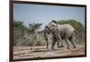 Botswana, Nxai Pan NP, African Elephant Running in Kalahari Desert-Paul Souders-Framed Photographic Print