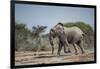 Botswana, Nxai Pan NP, African Elephant Running in Kalahari Desert-Paul Souders-Framed Photographic Print