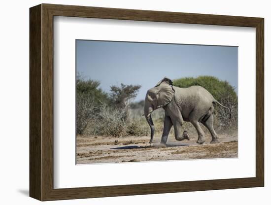 Botswana, Nxai Pan NP, African Elephant Running in Kalahari Desert-Paul Souders-Framed Photographic Print