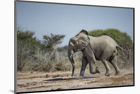 Botswana, Nxai Pan NP, African Elephant Running in Kalahari Desert-Paul Souders-Mounted Photographic Print