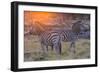 Botswana. Okavango Delta. Khwai Concession. Burchell's Zebra at Sunrise-Inger Hogstrom-Framed Photographic Print