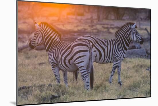 Botswana. Okavango Delta. Khwai Concession. Burchell's Zebra at Sunrise-Inger Hogstrom-Mounted Photographic Print